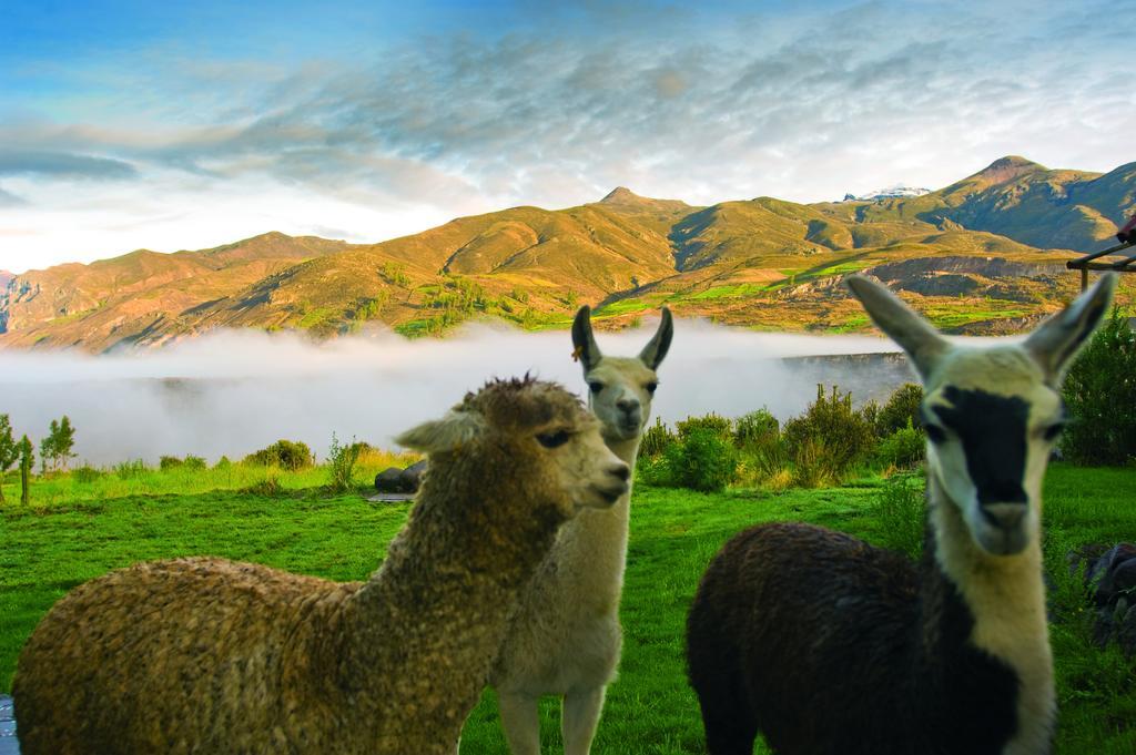 Las Casitas, A Belmond Hotel, Colca Canyon Yanque Esterno foto